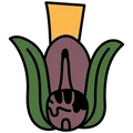 Ácatl · Caña Ácatl